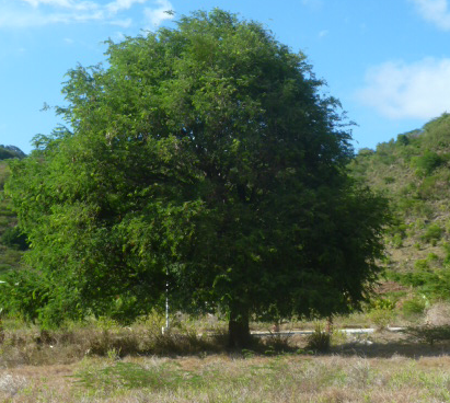 Le Tamarin en Wolof Dakhar serait à l’origine du nom de la capitale du Sénégal !