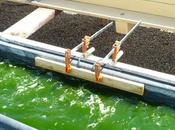 plupart biocarburants seraient moins verts l’essence