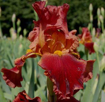 iris Lorenzacio de Medicis