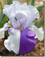 iris des jardins