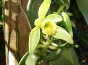 Truc express ►Aromatiser maison