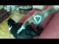 Le gibbon joueur, et le chat imperturbable