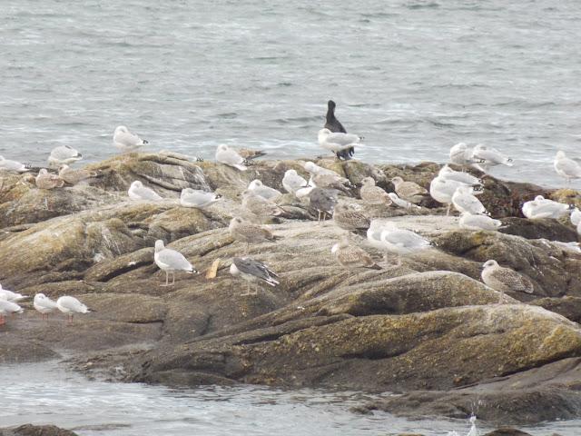 et l'on a vu la mer, comme toujours
