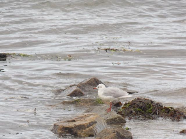 et l'on a vu la mer, comme toujours