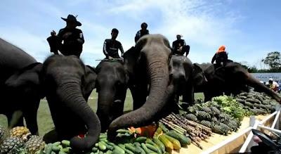 Polo à dos d’éléphant en Thaïlande et trafic d’ivoire [HD]