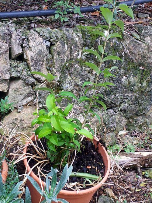 Avec les 1ères pluies d'automne, nos repiquages peuvent commencer ! Journal du 30 septembre 2012