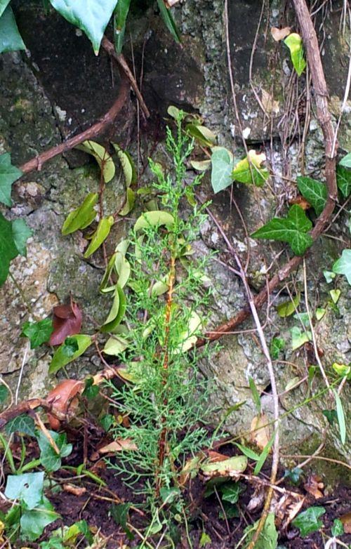 Avec les 1ères pluies d'automne, nos repiquages peuvent commencer ! Journal du 30 septembre 2012