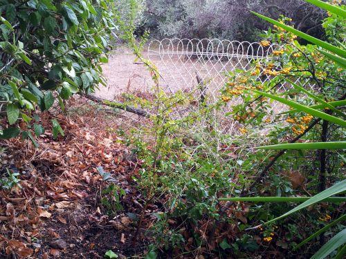 Avec les 1ères pluies d'automne, nos repiquages peuvent commencer ! Journal du 30 septembre 2012