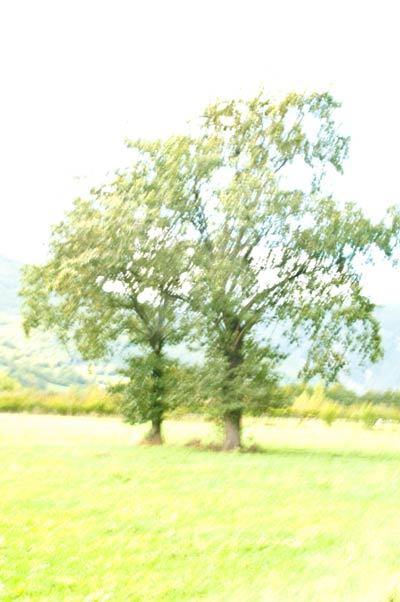 -arbre-flou-2.jpg