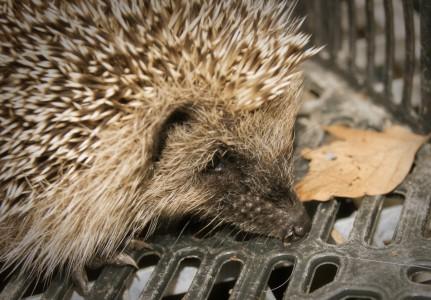 bébé hérisson