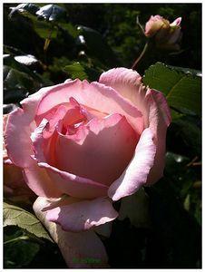 rose rose by sylviam