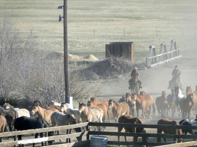 En mode Calamity Jayne: j’ai passé une journée dans un Ranch