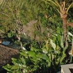 Ubud Hanging Gardens (Bali, Indonésie)