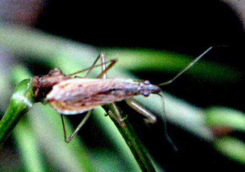 bestiole rec romilly 5 sept 2012 p 044.jpg