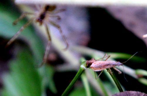 romilly 5 sept 2012 044.jpg