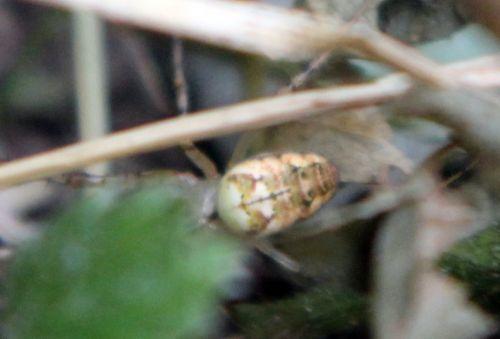 araignée romilly 5 sept 2012 046.jpg