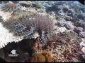 La Grande barrière a perdu la moitié de ses coraux
