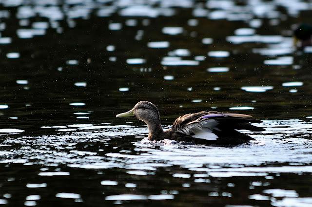 Les sparages d'un palmipède...