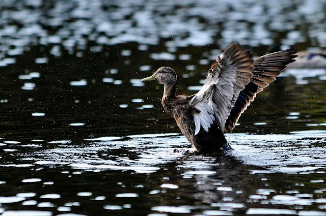Les sparages d'un palmipède...