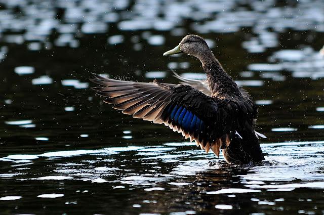 Les sparages d'un palmipède...