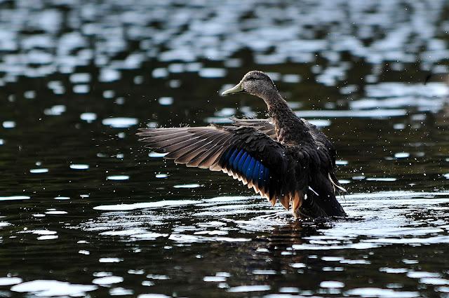 Les sparages d'un palmipède...