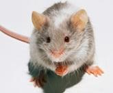 CICATRISATION: La piste des souris africaines pour réparer la peau humaine – Nature