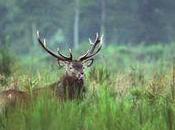 Accident chasse Thury ronce petit patapon