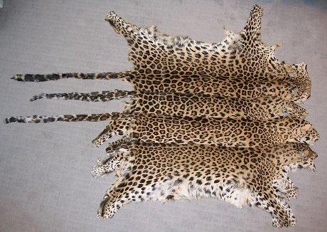 Quatre léopards meurent chaque semaine à cause du braconnage en Inde