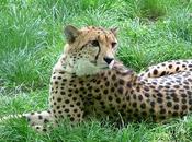 Quatre léopards meurent chaque semaine cause braconnage Inde