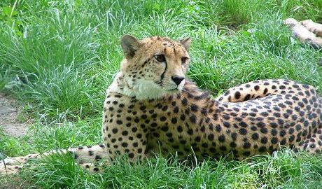 Les produits dérivés de léopards se vendent principalement en Asie.