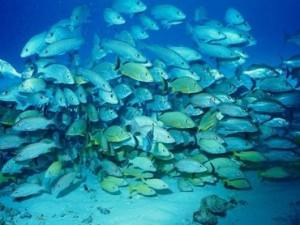 Les poissons rétrécissent à cause du changement climatique ! dans info mer-ocean poissons-300x225