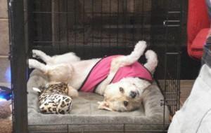 caisse pour chiot La caisse pour chiot: 9 conseils pour son éducation (partie 2) .