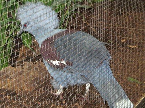 Villars-les-Dombes 0163 1