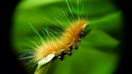 Macro Folie #12 anteketborka.blogspot.com, macro77