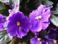 Macro Folie #12 Macro Folie #12