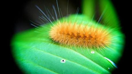 Macro Folie #12 anteketborka.blogspot.com, macro88