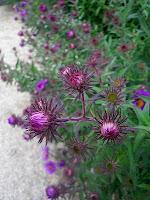 Macro Folie #12 Macro Folie #12