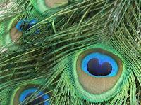 Macro Folie #12 Macro Folie #12