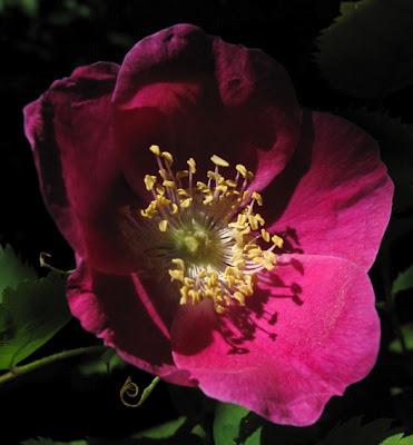 Rosa pendulina, Rosier des Alpes