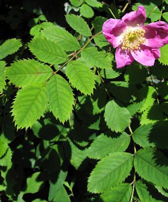 Rosa pendulina, Rosier des Alpes