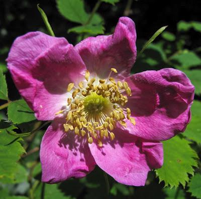 Rosa pendulina, Rosier des Alpes