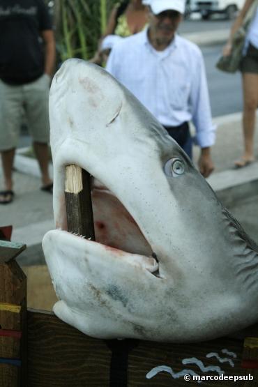 50 pays s'unissent pour mieux protéger les requins