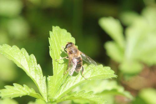 eristale romilly 2 septembre 2012 030.jpg