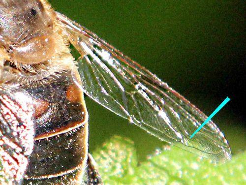 eristalis tenax aile romilly 2 septembre 2012 pa 030.jpg