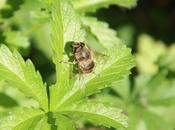 Eristalis tenax