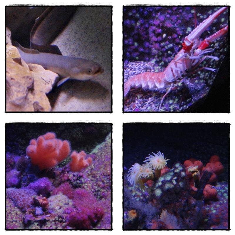 Visite de l'Aquarium de La Rochelle (1ère partie), 3 septembre 2012