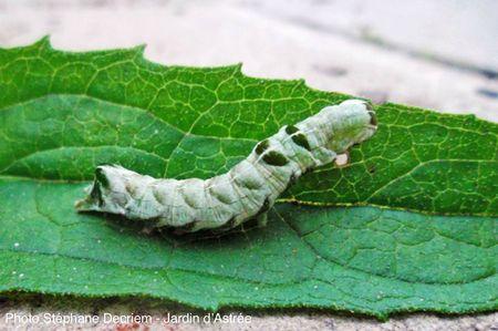 Melanchra-persicariae