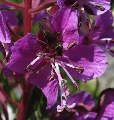 Epilobium angustifolium, Épilobe en épi