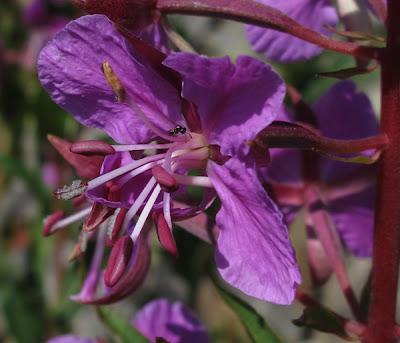 Epilobium angustifolium, Épilobe en épi