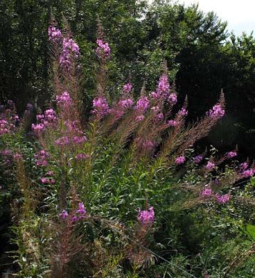 Epilobium angustifolium, Épilobe en épi